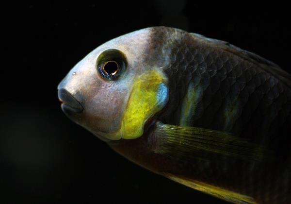 Tropheus sp. 'lukuga' Kabimba